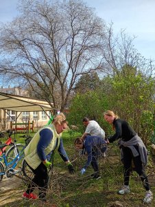 A képen az udvaron 4 munkatárs gyűjti és darabolja a lemetszett ágakat.